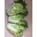 Chinese leaf  vegetable bakchoy pakchoy cabbage seeds